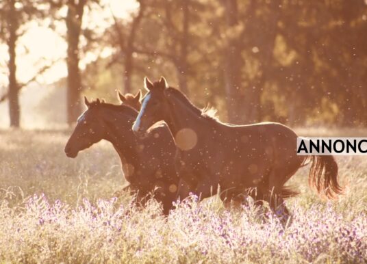 Derfor kan et elhegn være det rette valg af indhegning til heste